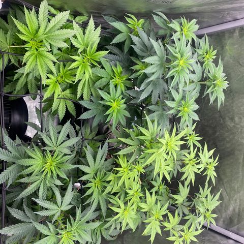 Keke aka Lakeitha growlog timeline photo