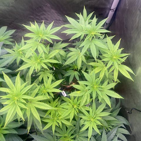 Keke aka Lakeitha growlog timeline photo