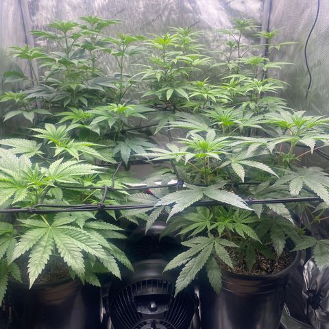 Keke aka Lakeitha growlog timeline photo