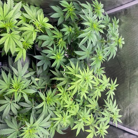 Keke aka Lakeitha growlog timeline photo