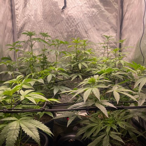 Keke aka Lakeitha growlog timeline photo
