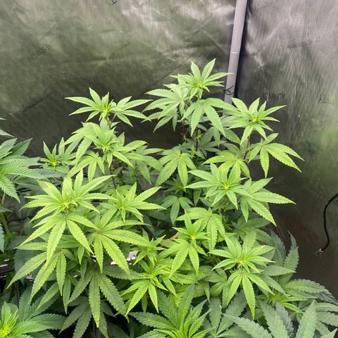 Keke aka Lakeitha growlog timeline photo