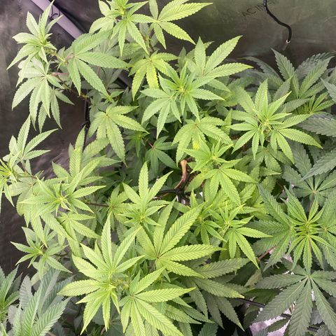Keke aka Lakeitha growlog timeline photo