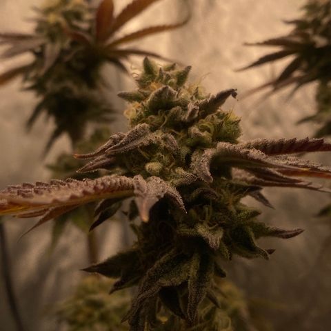 Keke aka Lakeitha growlog timeline photo