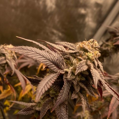 Keke aka Lakeitha growlog timeline photo