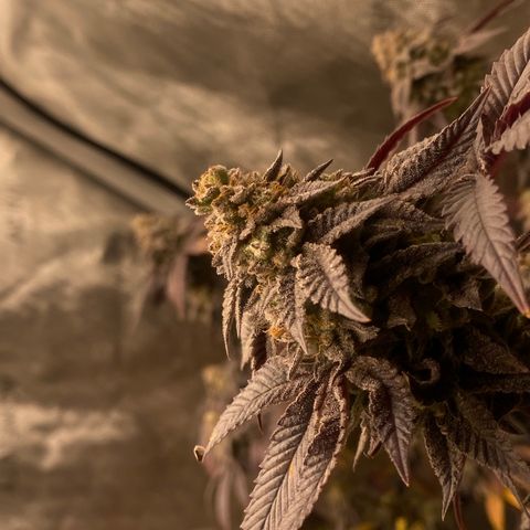 Keke aka Lakeitha growlog timeline photo