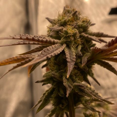 Keke aka Lakeitha growlog timeline photo