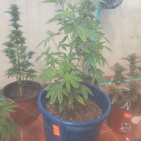 K.o growlog timeline photo