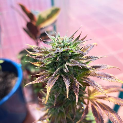 Cream Mandarine F1 Fast Version growlog timeline photo