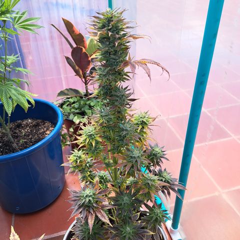Cream Mandarine F1 Fast Version growlog timeline photo