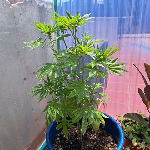K.o growlog timeline photo