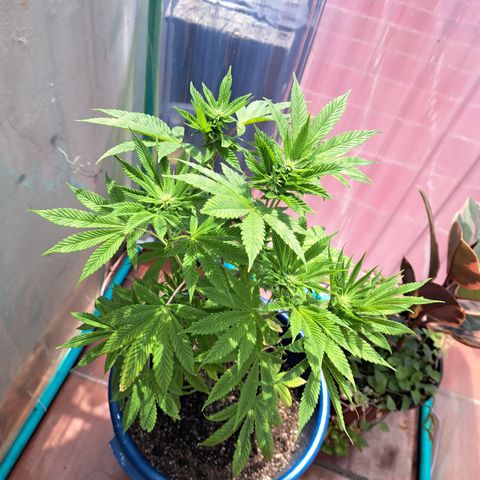 K.o growlog timeline photo