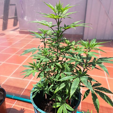Red Hot Cookies growlog timeline photo