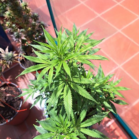 Red Hot Cookies growlog timeline photo
