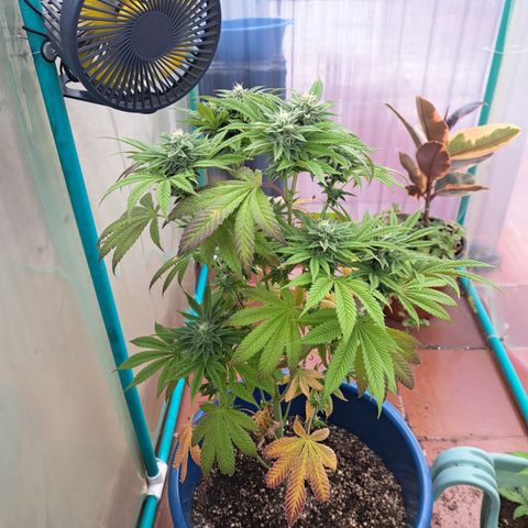 K.o growlog timeline photo