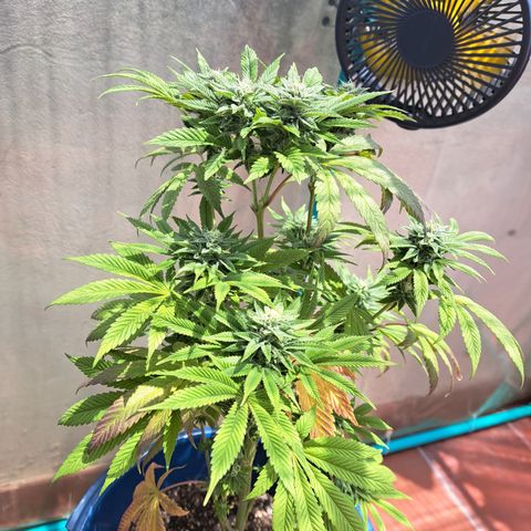 K.o growlog timeline photo
