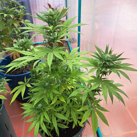 Red Hot Cookies growlog timeline photo