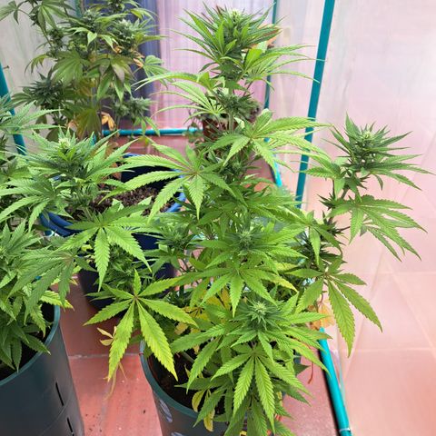 Red Hot Cookies growlog timeline photo