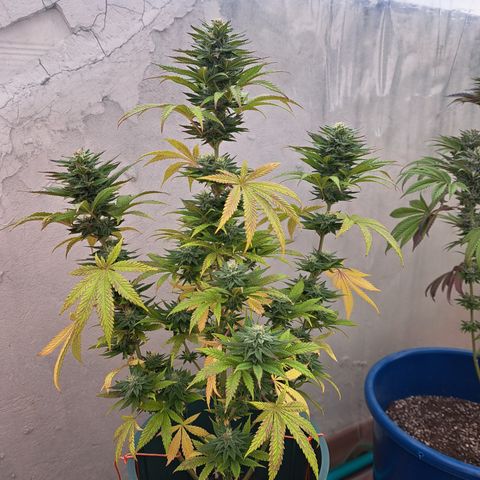 Red Hot Cookies growlog timeline photo