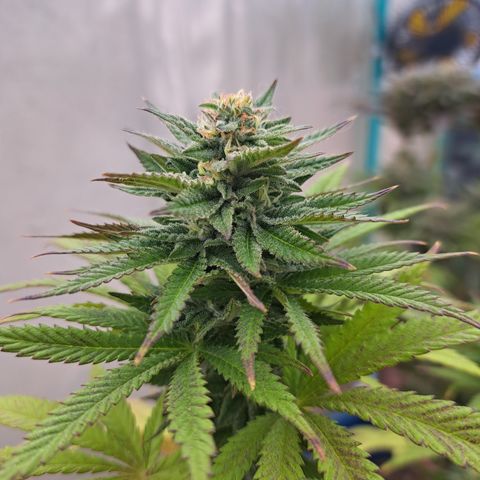 Red Hot Cookies growlog timeline photo