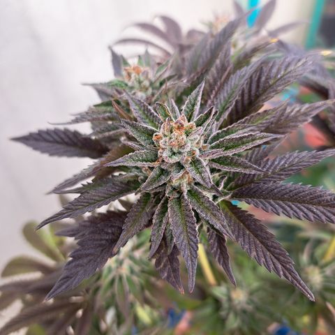 K.o growlog timeline photo