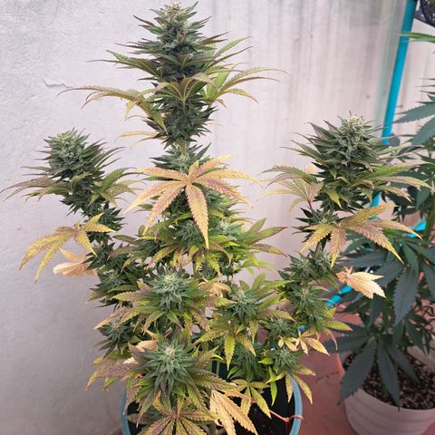 Red Hot Cookies growlog timeline photo