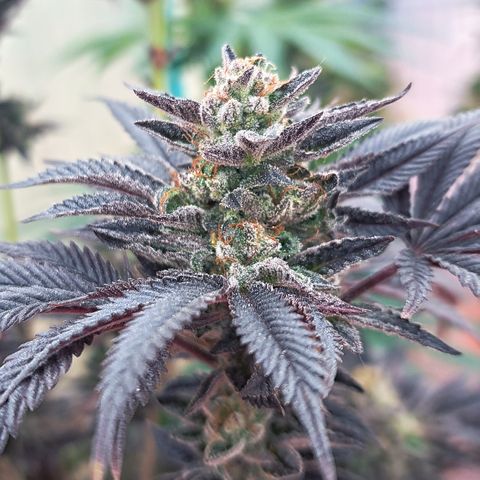 K.o growlog timeline photo