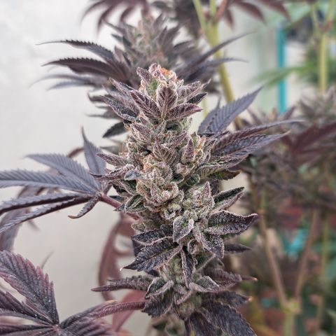 K.o growlog timeline photo