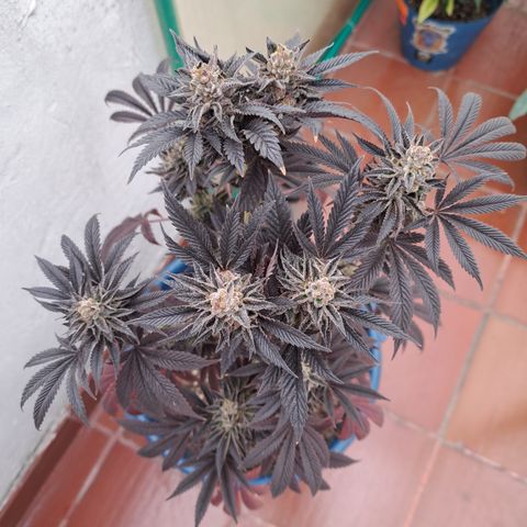 K.o growlog timeline photo