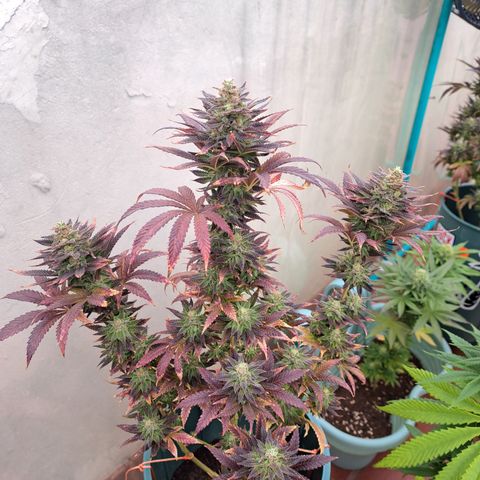 Red Hot Cookies growlog timeline photo