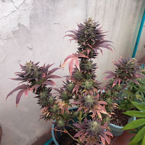 Red Hot Cookies growlog timeline photo