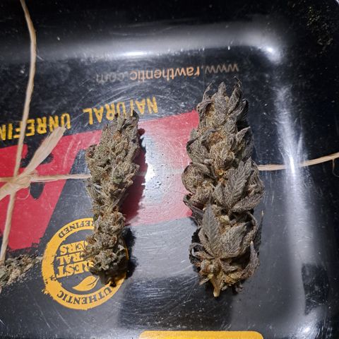 K.o growlog timeline photo