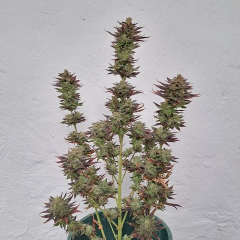 Red Hot Cookies growlog timeline photo