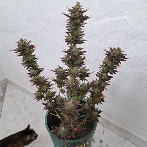 Red Hot Cookies growlog timeline photo
