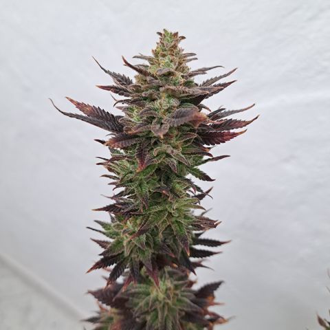 Red Hot Cookies growlog timeline photo