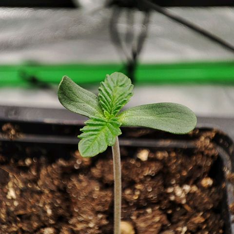 Granita growlog photo: Tag 2