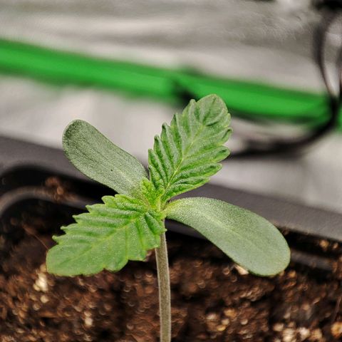 Granita growlog photo: Tag 3