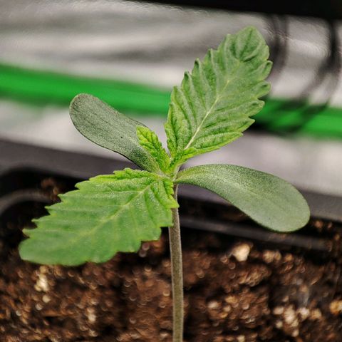 Granita growlog photo: Tag 4