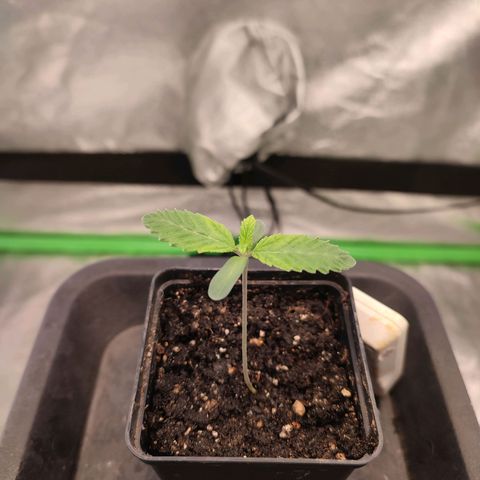 Granita growlog photo: Tag 5