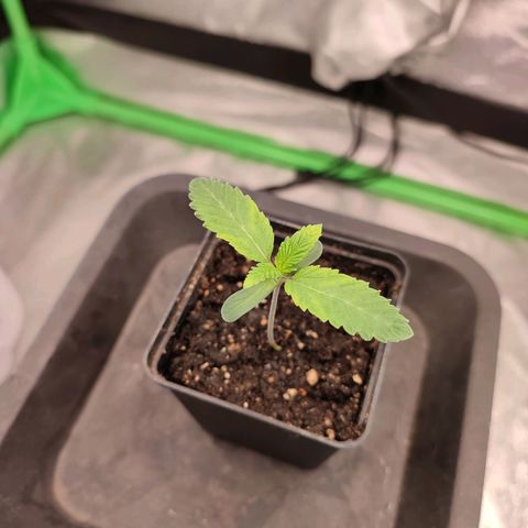 Granita growlog photo: Tag 6