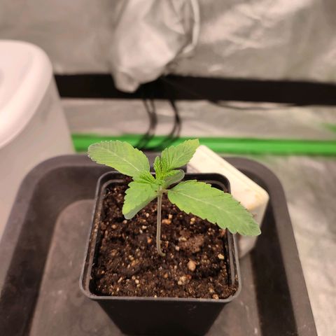 Granita growlog photo: Tag 7