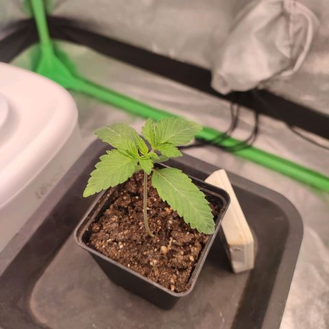 Granita growlog photo: Tag 8
