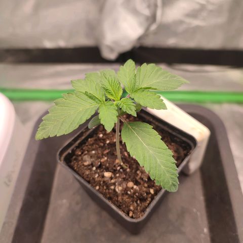 Granita growlog photo: Tag 9