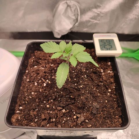 Granita growlog photo: Tag 10
