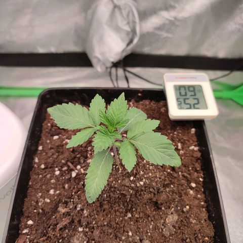 Granita growlog photo: Tag 11