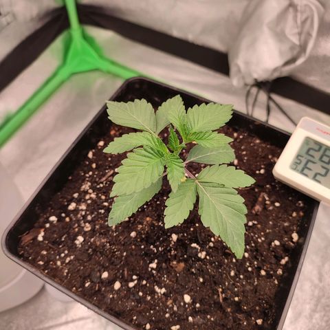 Granita growlog photo: Tag 12