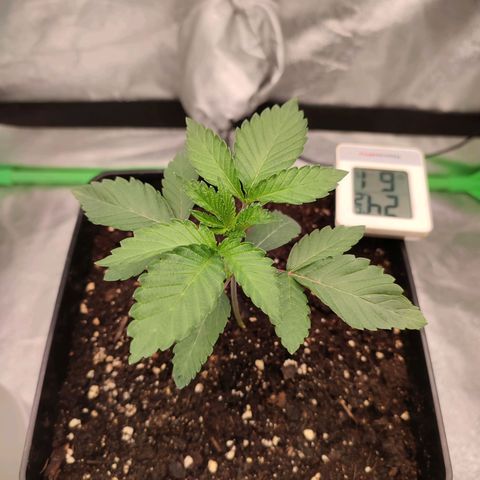 Granita growlog photo: Tag 13