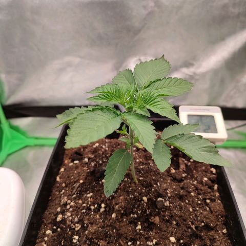 Granita growlog photo: Tag 14