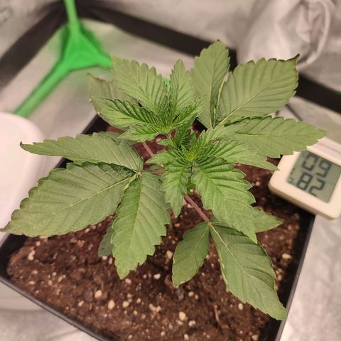 Granita growlog photo: Tag 15