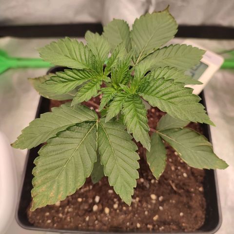 Granita growlog photo: Tag 16